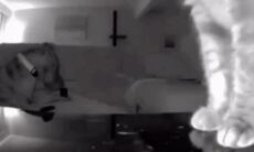 Vídeo hilário: gato dedo-duro ajeita câmera para flagrar cão destruindo controle remoto