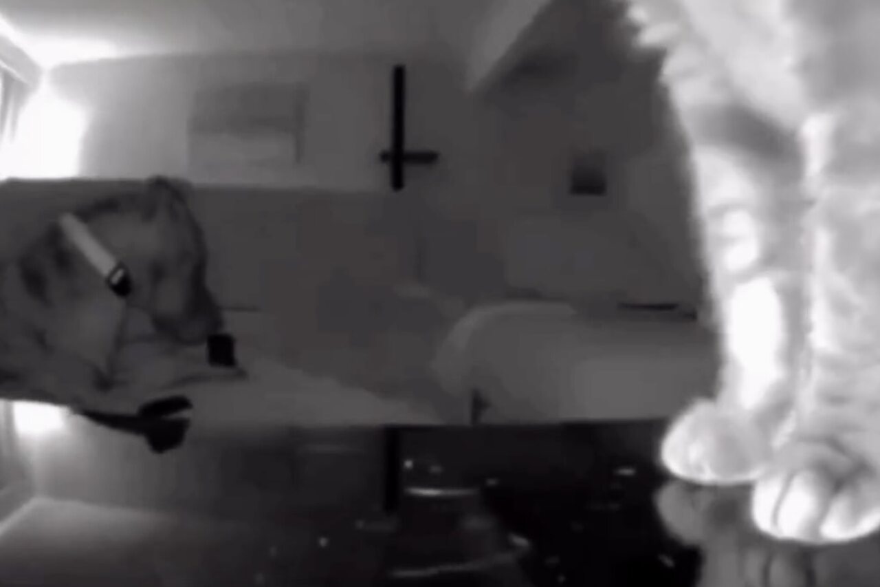 Vicces videó: Ravasz macska beállítja a kamerát, hogy elkapja a távirányító romboló kutyát