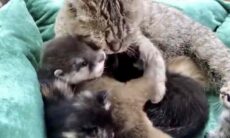 Vídeo fofo: mamãe gata adota filhote de lontra em sua ninhada