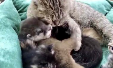 Vídeo fofo: mamãe gata adota filhote de lontra em sua ninhada