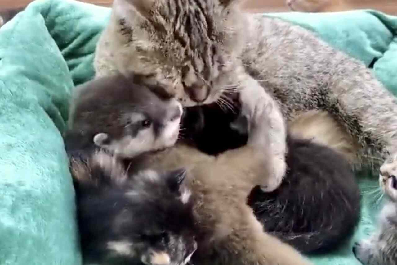 Gulligt video: Mammarkatt adopterar en utterunge i sin kull