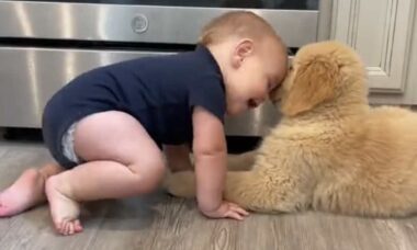 Esse é o vídeo mais fofo de cãozinho e bebê que você vai ver hoje