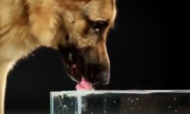Vídeo: em câmera ultralenta, veja como a língua de um cão coleta água