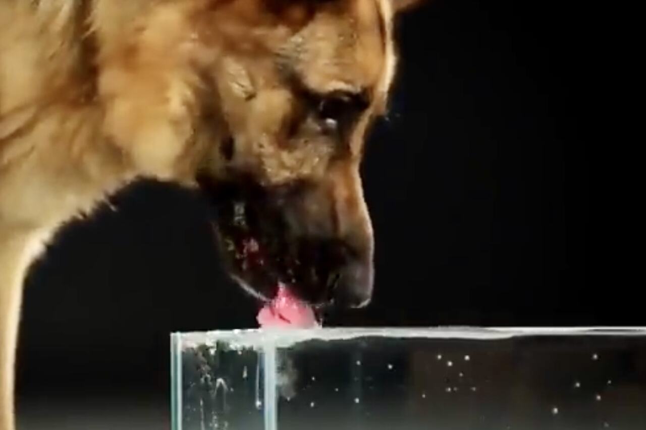 Video: In slow motion zien hoe de tong van een hond water verzamelt