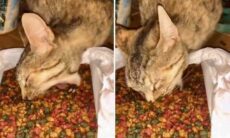 Vídeo hilário: dificilmente você vai encontrar gato mais guloso que esse