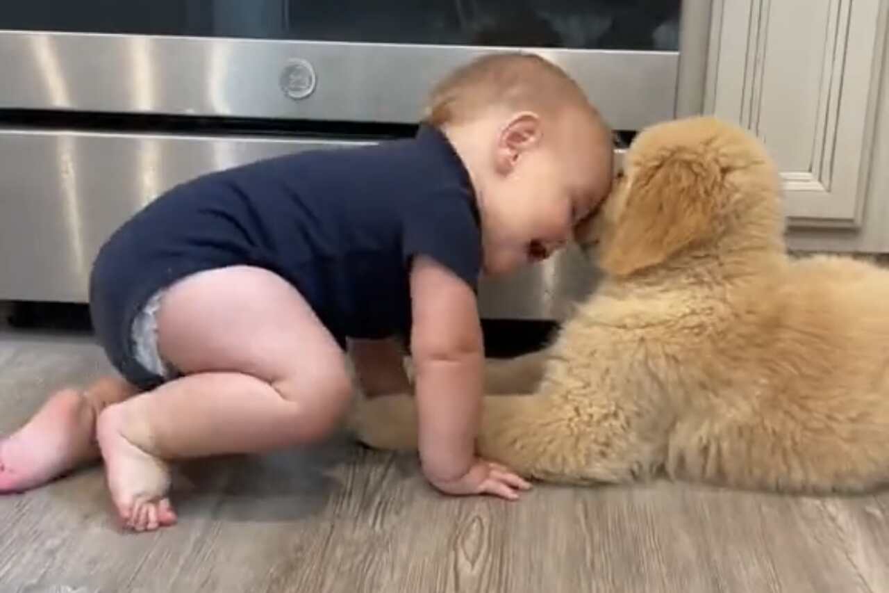 This is the cutest video of a puppy and a baby you'll see today