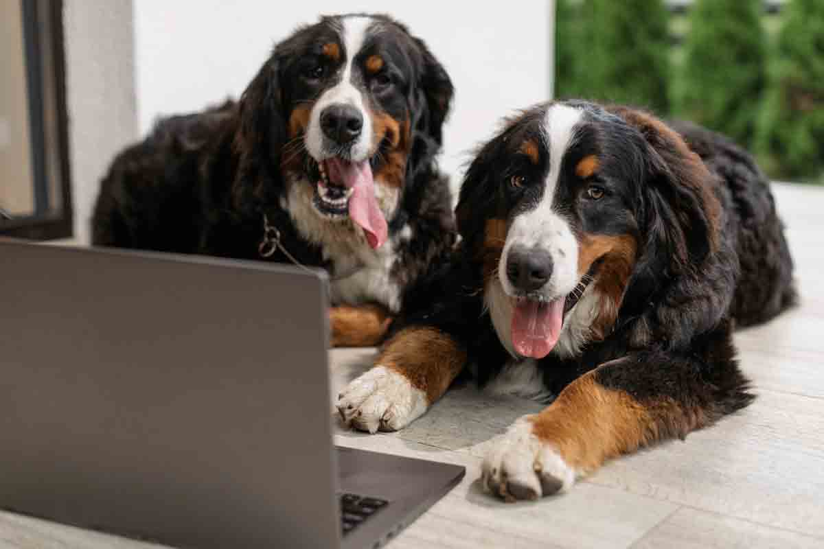 Kom meer te weten over de honden van het ras Bernese Mountain Dog