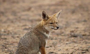 Cientistas descobrem primeiro caso conhecido de cruza entre cães e raposas