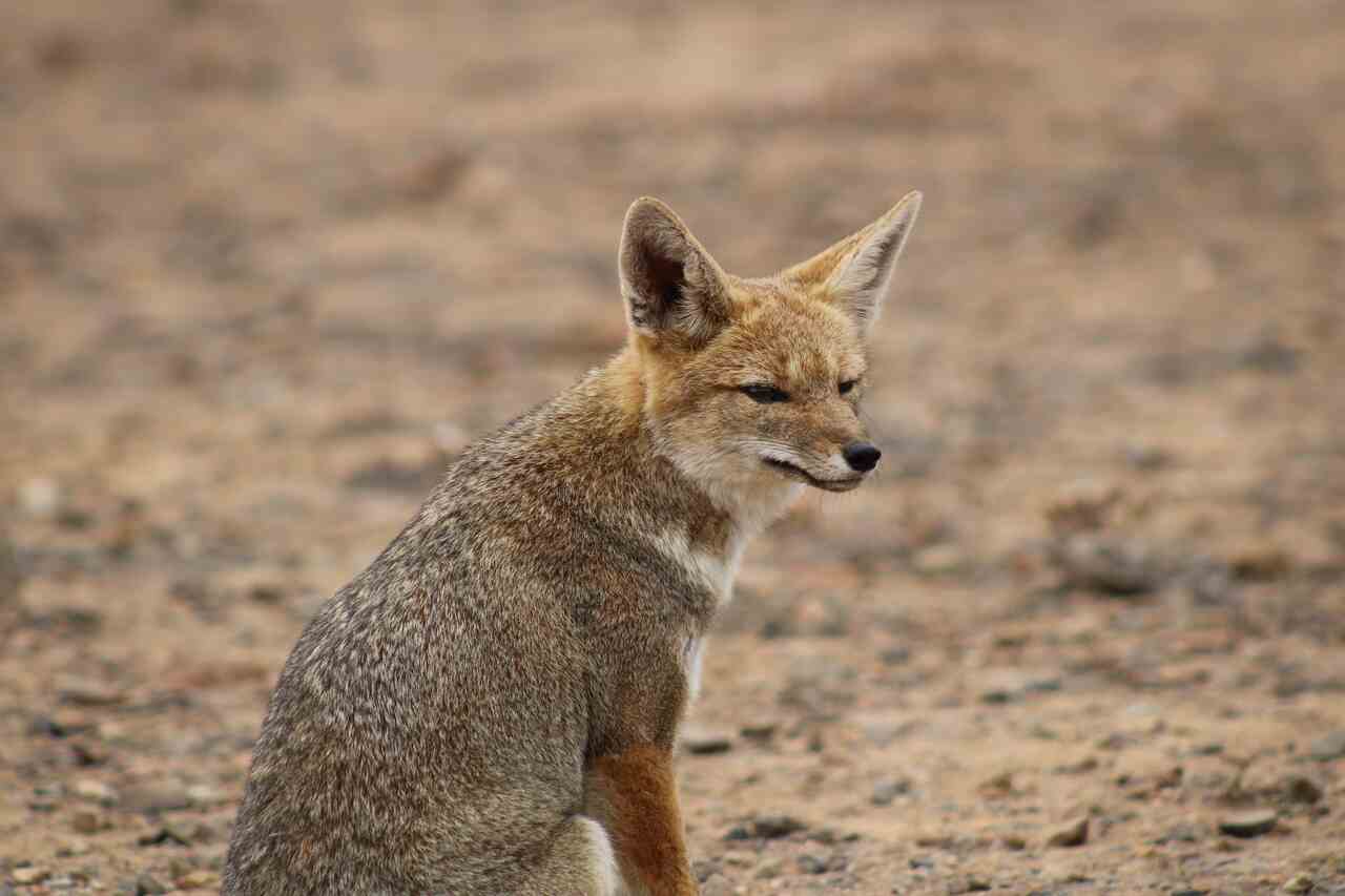 Scientists discover the first known case of crossbreeding between dogs and foxes