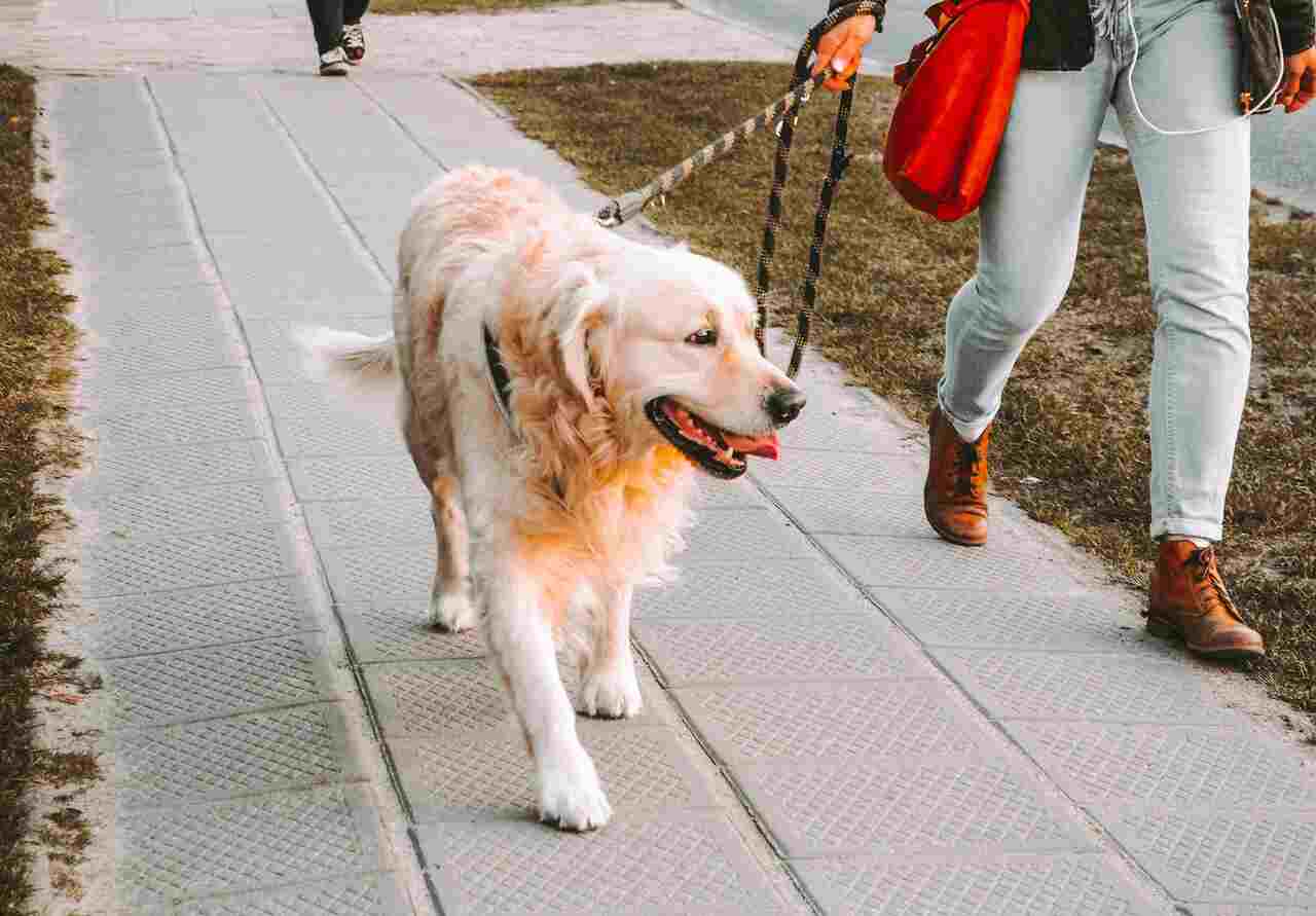 Poznaj 4 podstawowe zasady idealnego spaceru z psem