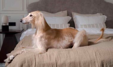 Borzoi: Conheça mais sobre a raça de cães de grande porte e aparência elegante e refinada