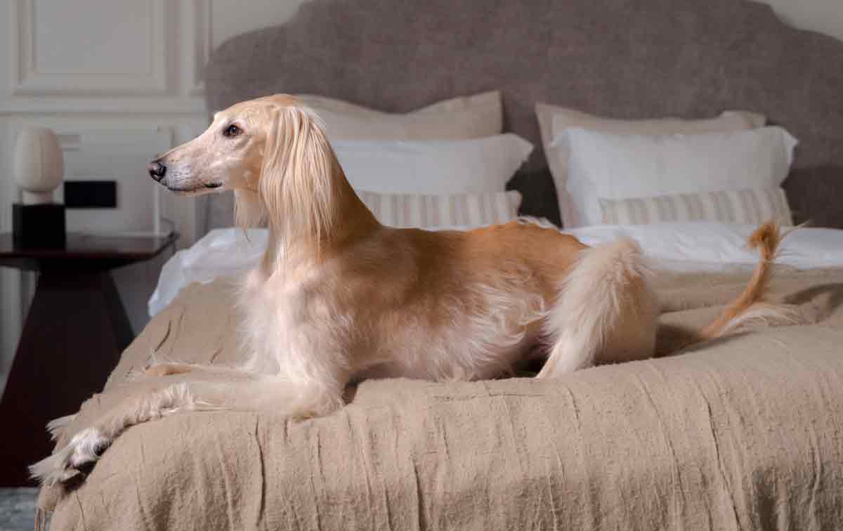 Borzoi: Conheça mais sobre a raça de cães de grande porte e aparência elegante e refinada