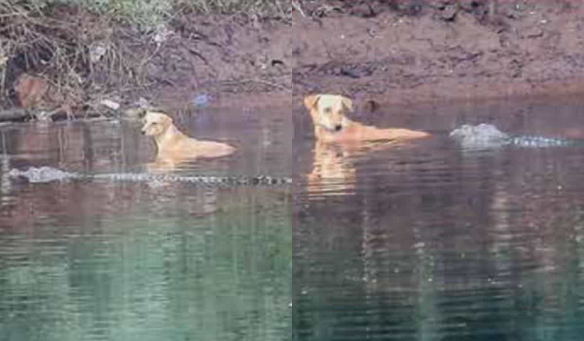 Unglaublich: Anstatt es zu fressen, retten Krokodile einen im Fluss gefangenen Hund