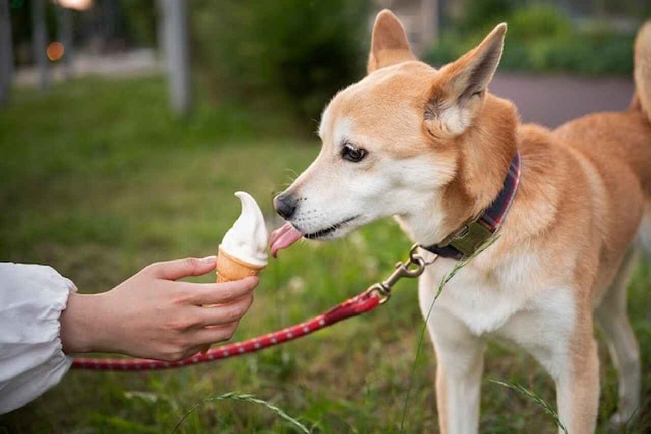 Learn how to make healthy ice creams to refresh your pet