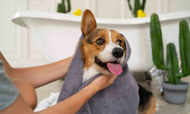 Método promete acabar com o escândalo do seu cão na hora do banho e tosa