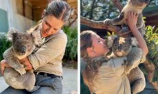 Vídeo fofo: veja como é 'duro' o trabalho em centro que protege coalas