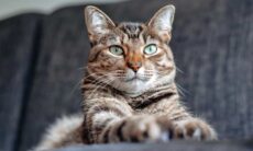 7 dicas para deixar o seu gato mais saudável e feliz