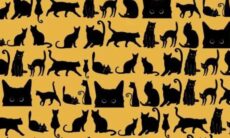 Desafio: você consegue encontrar o morcego entre os gatos em menos de 13 segundos? (Lords and Labradors)