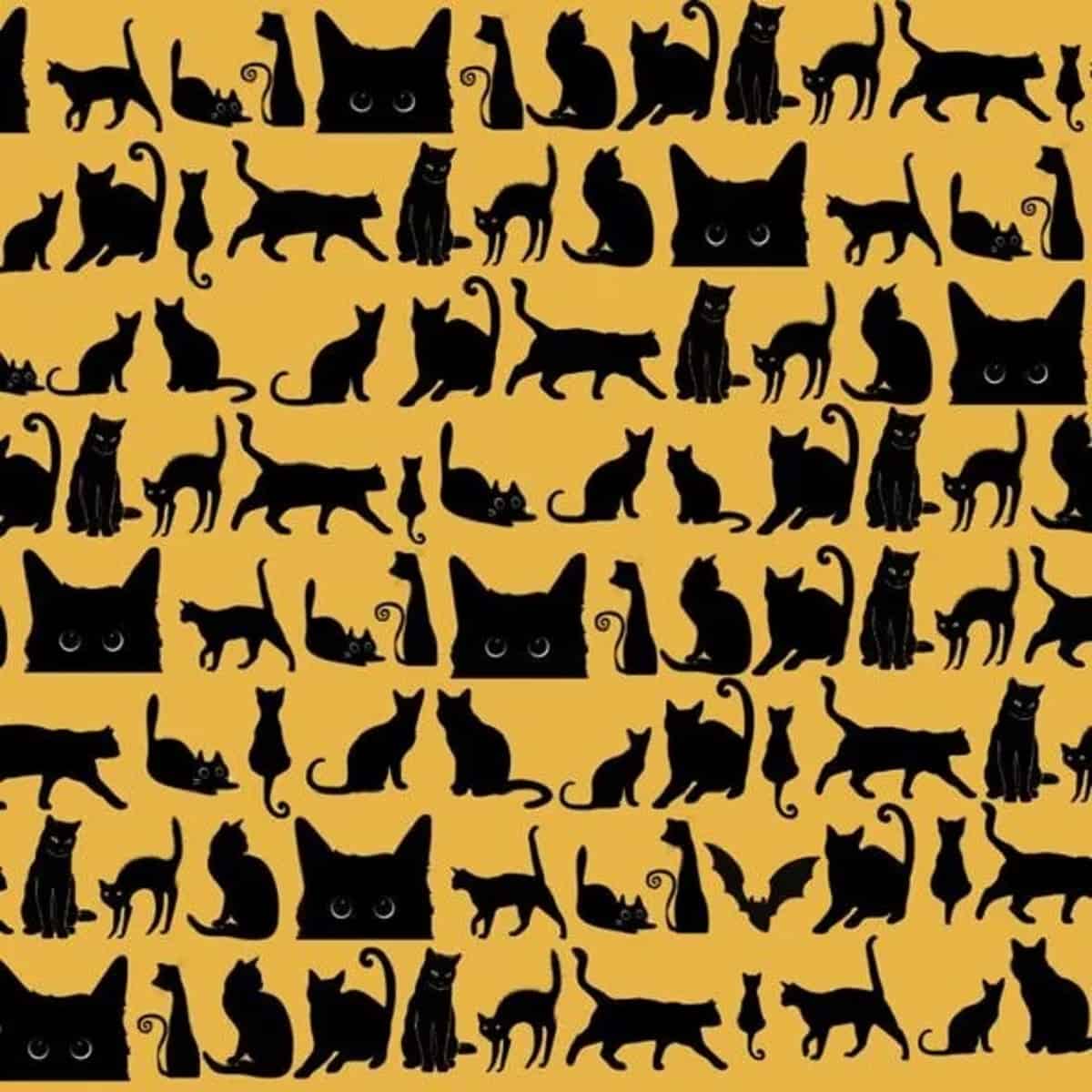 Sfida: Riesci a trovare il pipistrello tra i gatti in meno di 13 secondi?
