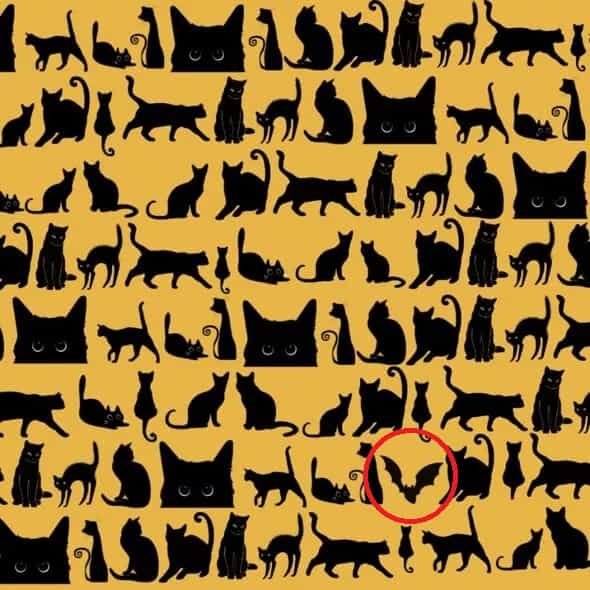 Défi : Pouvez-vous trouver la chauve-souris parmi les chats en moins de 13 secondes ? (Lords and Labradors)