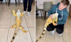 Vídeo fofo: iguana carente exige sua dose diária de carinho