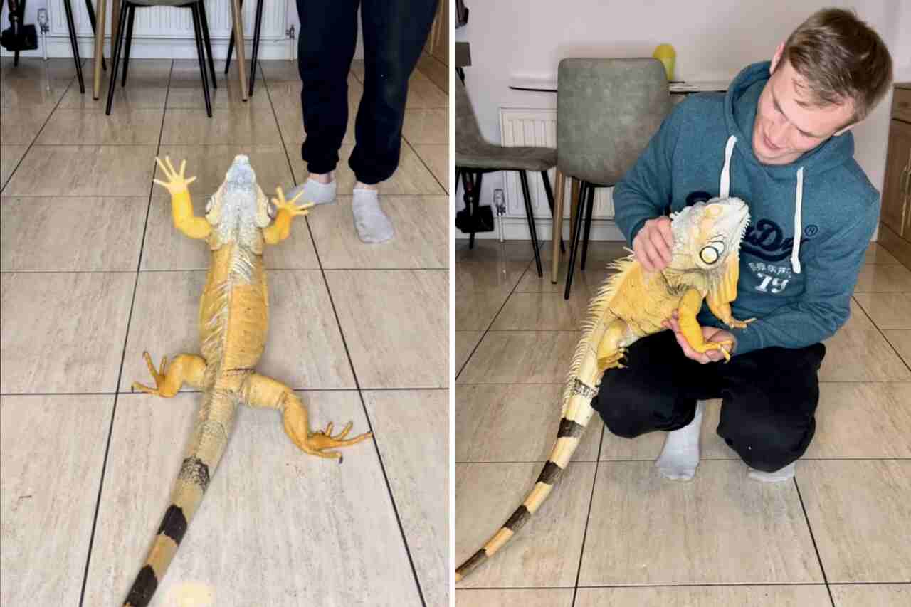 Cute Video: Needy Iguana Demands Its Daily Dose of Affection