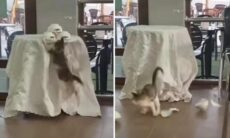 Gatos mostram todo o seu poder destruidor em coletânea de vídeos hilários