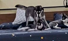 Vídeo hilário: na família de um husky é difícil saber quem é adulto