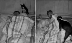 Vídeo hilário: veja como é a noite de sono de homem que divide a cama com seu cão