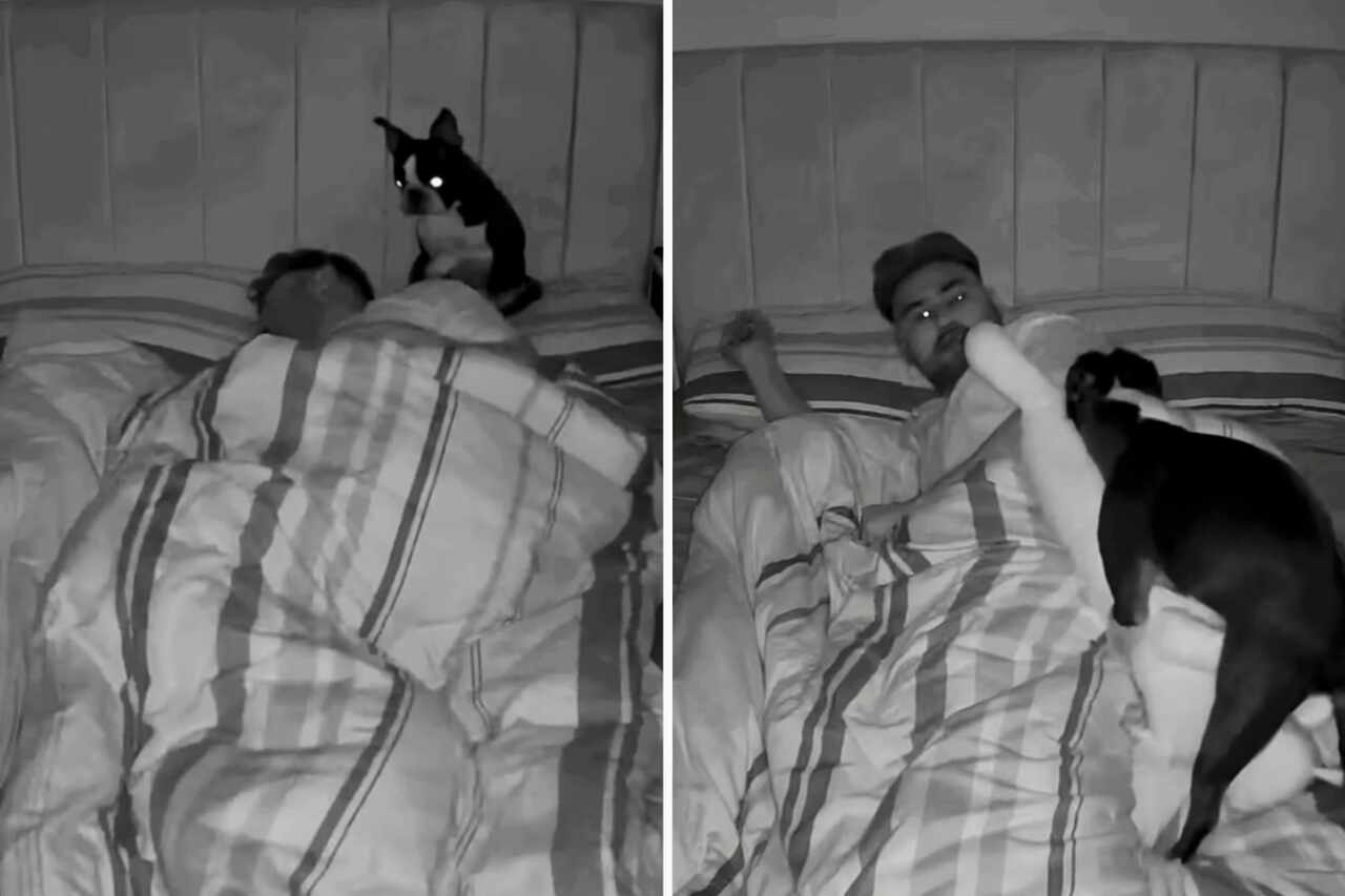 Rolig video: Se hur en mans nattsvans ser ut när han delar säng med sin hund