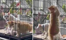 Vídeo hilário: se gatos disputassem ginástica olímpica, seriam imbatíveis