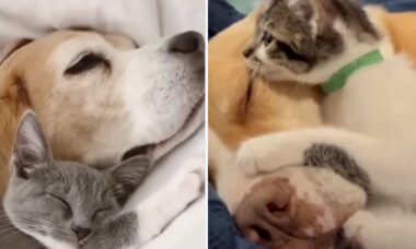 Cães e gatos mostram que podem ser melhores amigos em vídeo fofo
