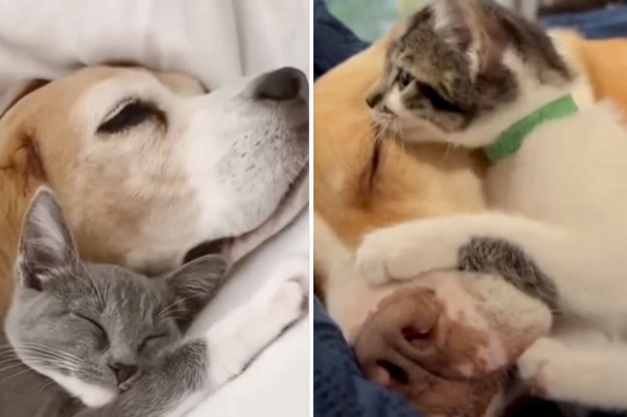 Koirat ja kissat näyttävät suloisessa videossa, että ne voivat olla parhaita ystäviä