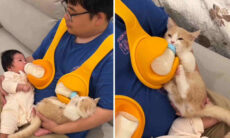 Vídeo fofo: homem alimenta bebê humano e filhote de gato ao mesmo tempo