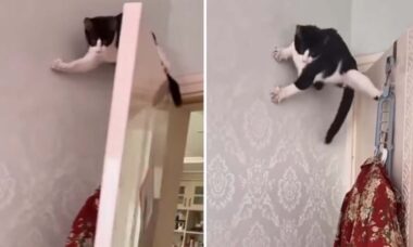 Vídeo mostra que gatos ignoram as leis da física