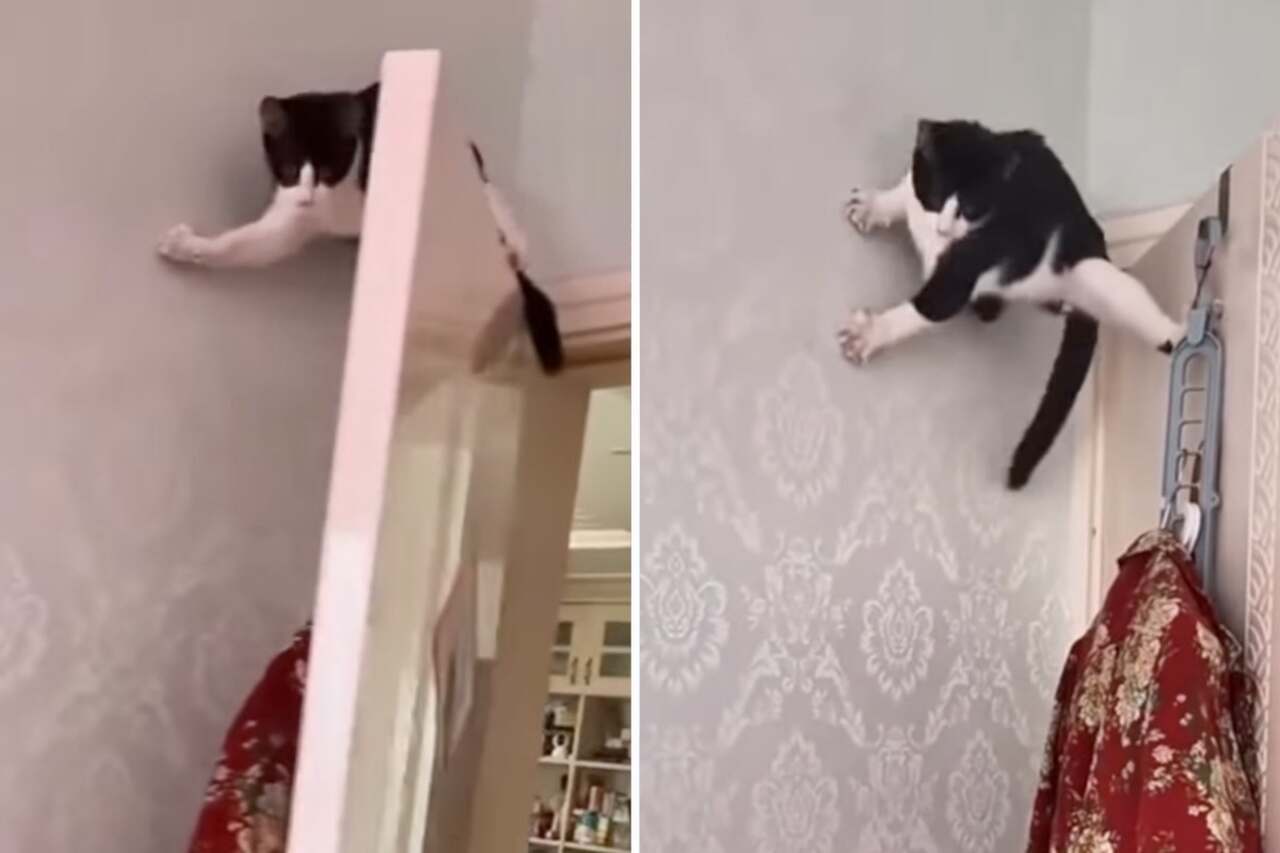 Video näyttää, että kissat uhmaavat fysiikan lakeja