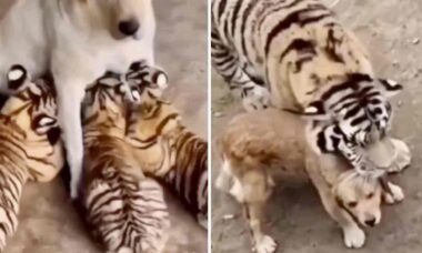 Vídeo fofo: cadela adota três filhotes de tigre