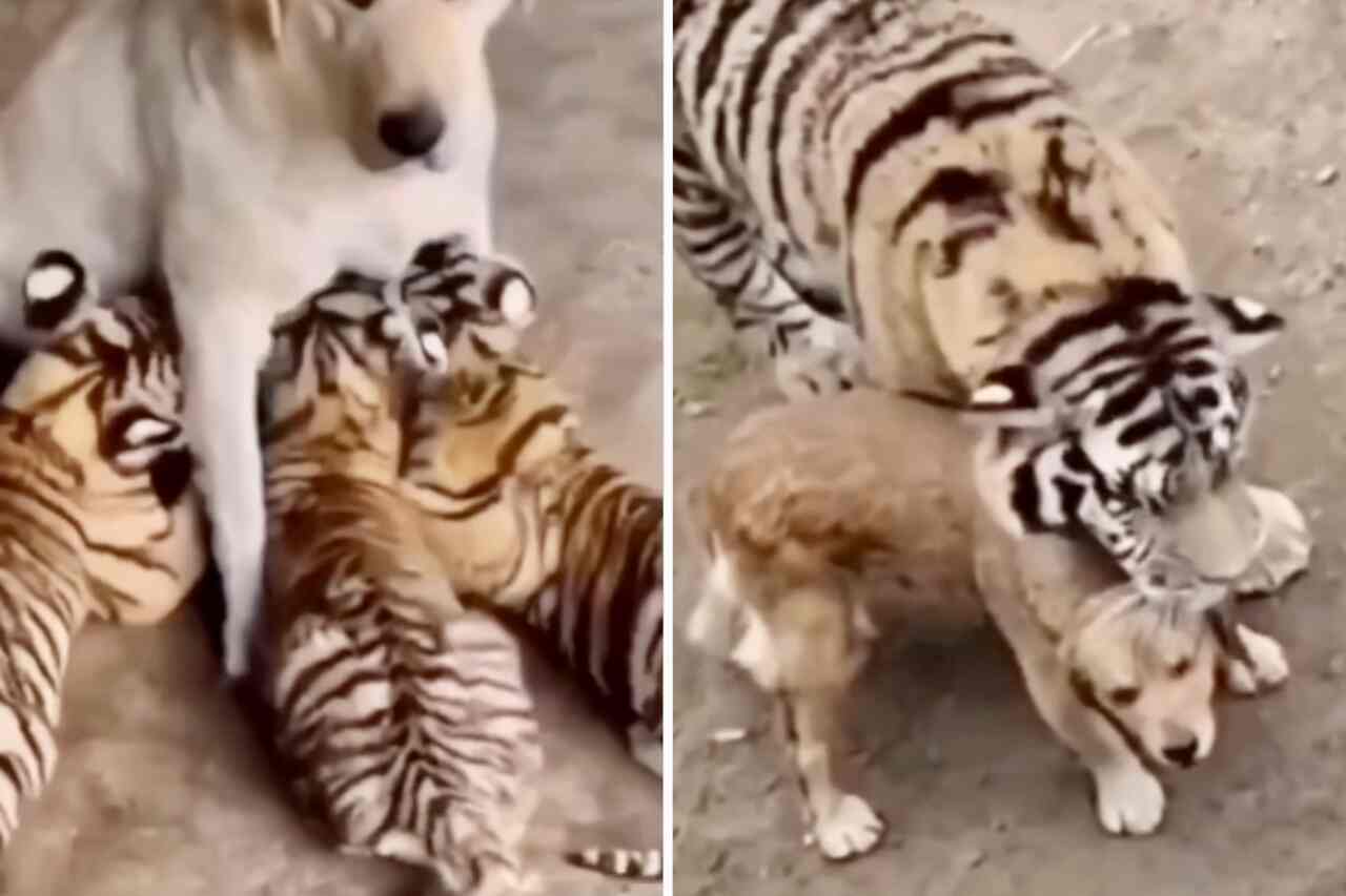 Vidéo adorable : une chienne adopte trois bébés tigres