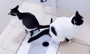 Gatos são muito polidos quando vão ao banheiro, mas esses exageraram; vídeo