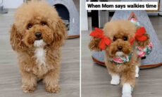 Vídeo hilário: ao saber que vai passear, cachorrinha arrasa no look