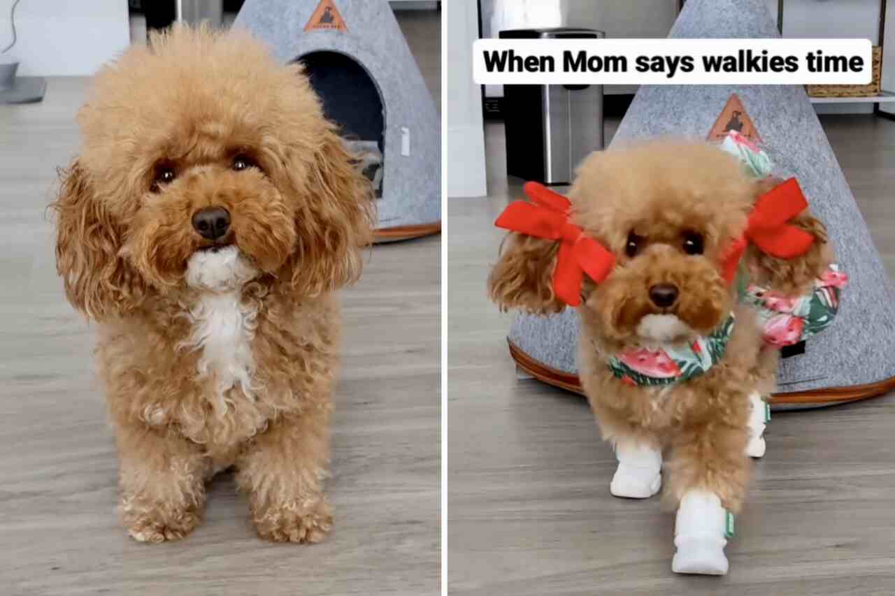 Vídeo hilário: ao saber que vai passear, cachorrinha arrasa no look