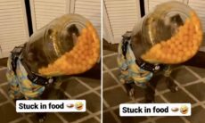 Vídeo hilário: cão guloso é pego com a boca e a cabeça na botija