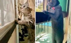 Vídeos hilários mostram que gatos são os pets mais fofoqueiros