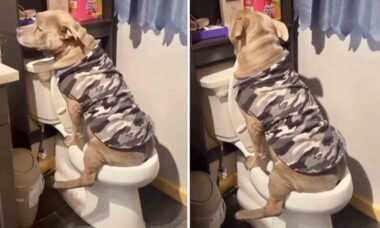 Vídeo hilário: cão higiênico faz visita quase perfeita ao banheiro