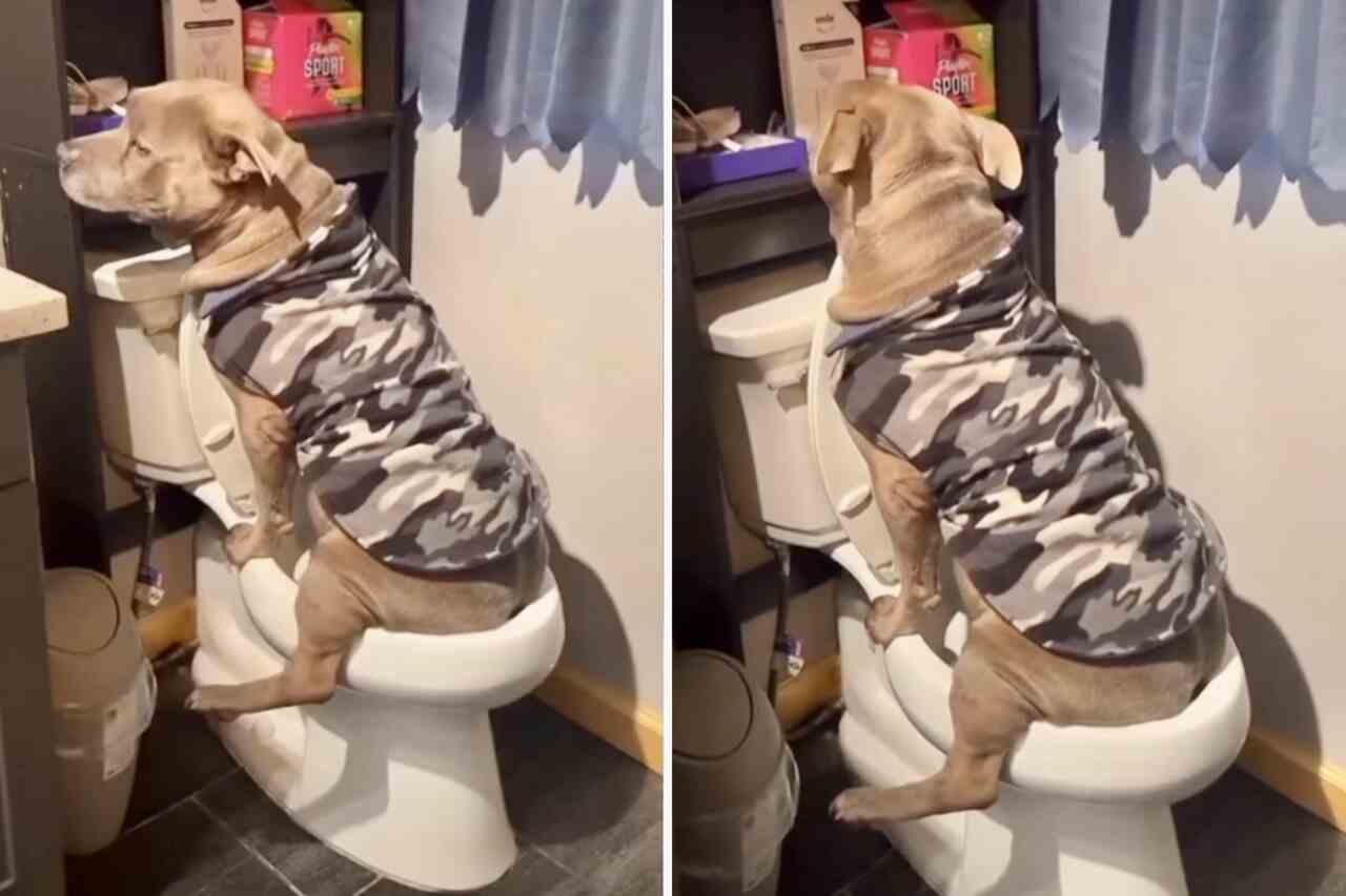 Video divertente: Cane igienico fa una visita quasi perfetta al bagno