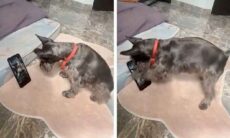 Dono esquece o celular e cãozinho vê sites de sacanagem em vídeo hilário