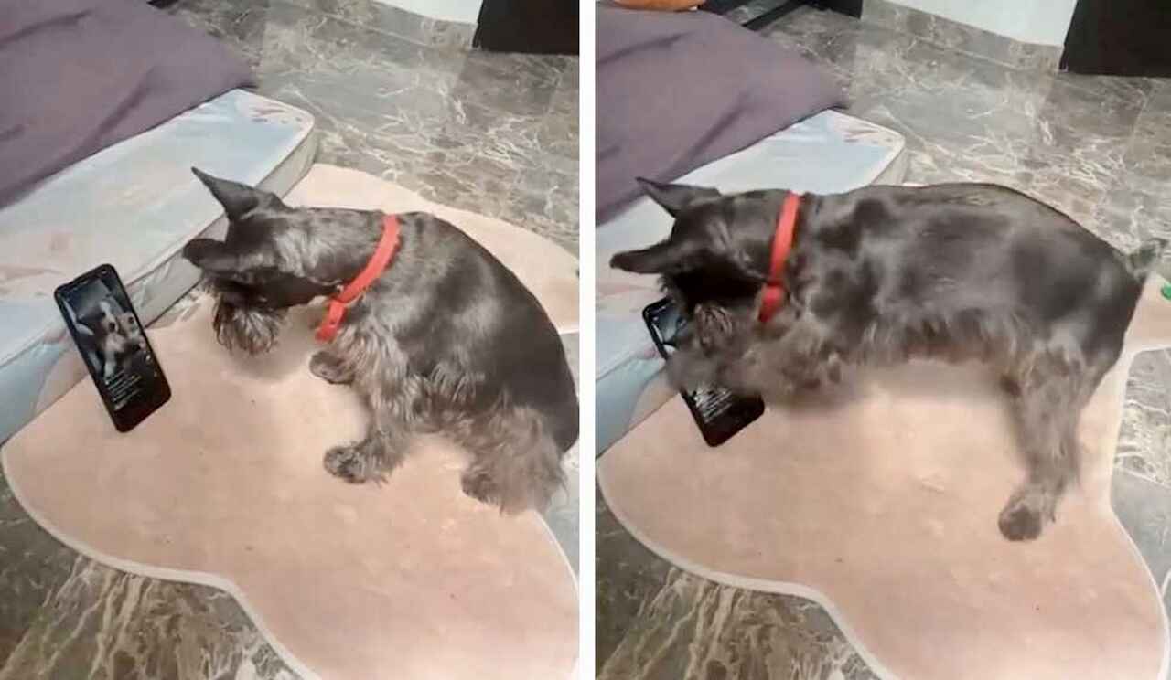 Eigenaar vergeet de telefoon en het kleine hondje bekijkt ondeugende websites in een grappige video