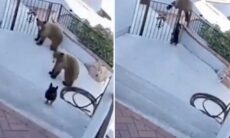 Vídeo: cão buldogue francês corajoso coloca dois ursos para correr