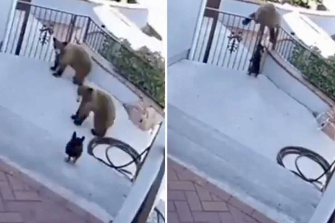 Video: Brave French Bulldog Puts Two Bears to Run