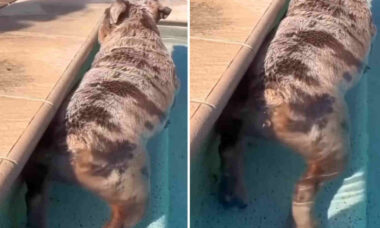 Vídeo hilário: cão buldogue fica gasoso toda vez que entra na piscina